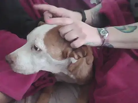 Snapshot of Darkytah chatting on February 20, 2026, 3:36 pm Darkytah online show from February 20, 2026, 3:36 pm