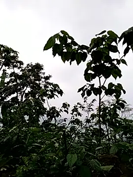 Snapshot of galaxy898 chatting on March 15, 2026, 10:55 am galaxy898 online show from March 15, 2026, 10:55 am