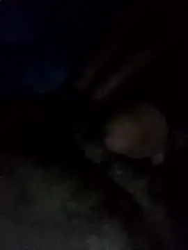 EchoedPerusing online show from January 11, 2026, 11:44 pm