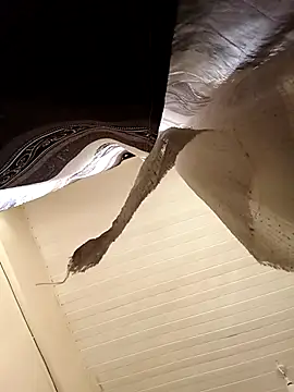 Snapshot of shanicollete chatting on January 15, 2026, 4:27 am shanicollete online show from January 15, 2026, 4:27 am