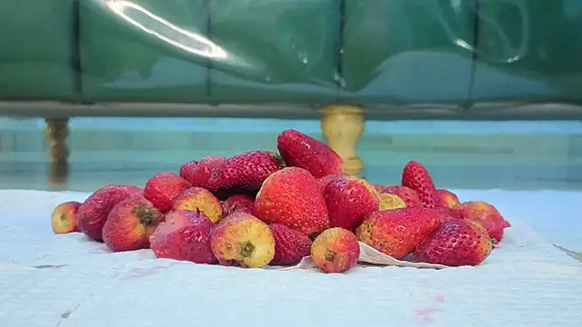 zarcasutra t online show from March 31, 2026, 12:51 pm