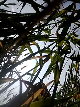 Snapshot of Juli_rathore chatting on February 23, 2026, 5:09 am Juli rathore online show from February 23, 2026, 5:09 am