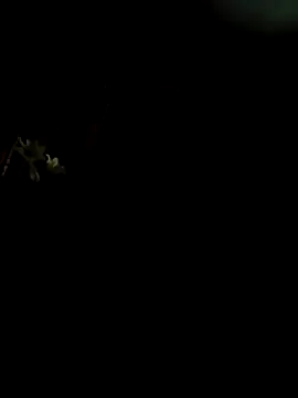 CattingSample online show from April 15, 2026, 8:31 pm