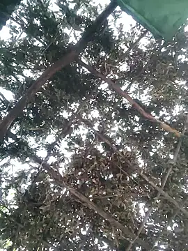 Snapshot of bhavna_pandit chatting on April 13, 2026, 12:25 am bhavna pandit online show from April 13, 2026, 12:25 am