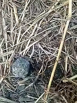 Snapshot of Cute_Boy_4 chatting on February 4, 2026, 2:28 am Cute Boy 4 online show from February 4, 2026, 2:28 am