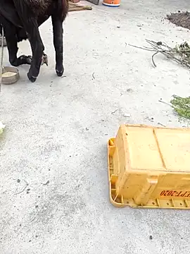 Snapshot of rubitrides11 chatting on February 7, 2026, 11:29 am rubitrides11 online show from February 7, 2026, 11:29 am