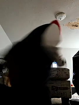 Snapshot of stressrliver88 chatting on February 24, 2026, 2:51 pm stressrliver88 online show from February 24, 2026, 2:51 pm