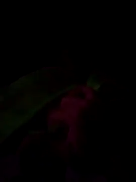 Snapshot of joceliogumieiromozeli- chatting on May 17, 2026, 11:49 pm joceliogumieiromozeli- online show from May 17, 2026, 11:49 pm
