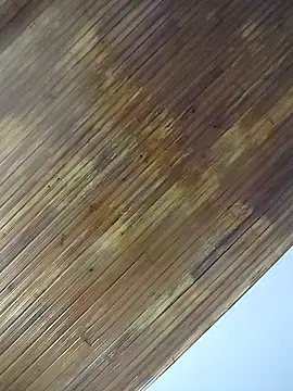 ssbunny65 online show from March 7, 2026, 5:03 am