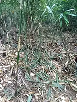 kalara kail online show from March 16, 2026, 1:57 am