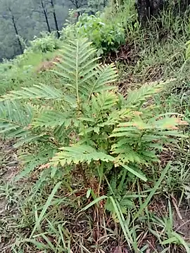 Atokxon online show from July 6, 2026, 2:07 am