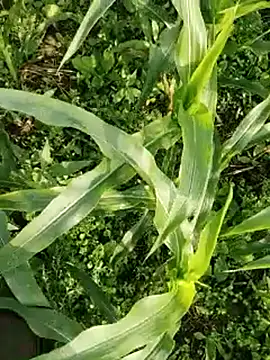 ThethunderPo online show from March 17, 2026, 2:25 am