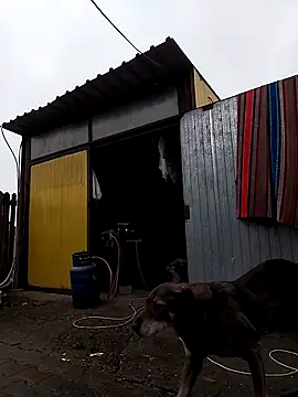 sarpe4 online show from November 9, 2025, 9:02 am