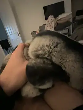 Snapshot of Furdale chatting on January 24, 2025, 2:41 pm Furdale online show from January 24, 2025, 2:41 pm