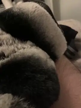 Snapshot of Furdale chatting on January 10, 2025, 5:02 pm Furdale online show from January 10, 2025, 5:02 pm