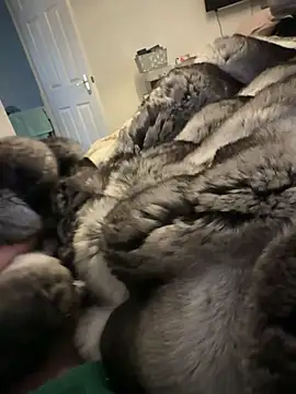 Furdale online show from February 15, 2026, 1:32 pm