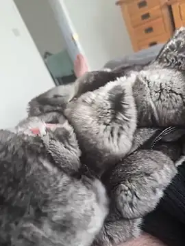 Furdale online show from April 29, 2026, 2:43 pm