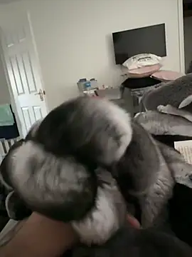 Furdale online show from November 10, 2025, 2:44 pm