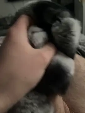 Snapshot of Furdale chatting on February 3, 2025, 3:06 pm Furdale online show from February 3, 2025, 3:06 pm