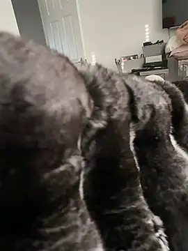 Furdale online show from February 23, 2026, 3:56 pm