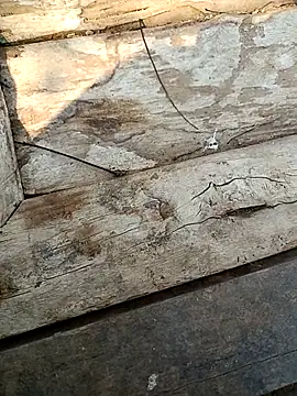 kummuduabbai online show from March 3, 2026, 9:27 am