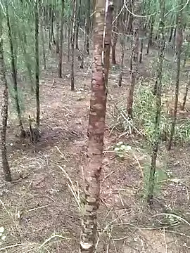 Gopal1243 online show from October 19, 2025, 4:48 am