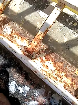 Snapshot of hOrnybOy_369 chatting on November 13, 2025, 8:07 am hOrnybOy 369 online show from November 13, 2025, 8:07 am